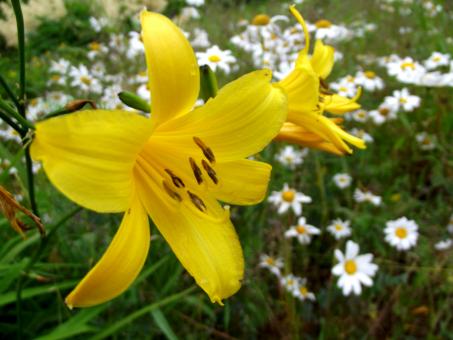 Free Stock Photo of Yellow lilly