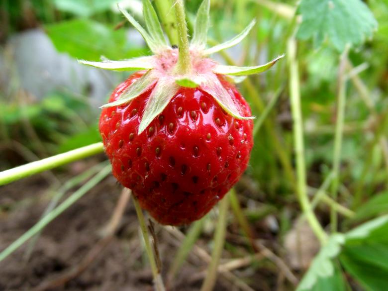 Free stock image of A single strawberry created by Janis Urtans