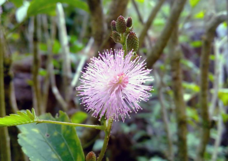 Free stock image of Mimosa pudica (Thottavadi) Flower created by Tona sam