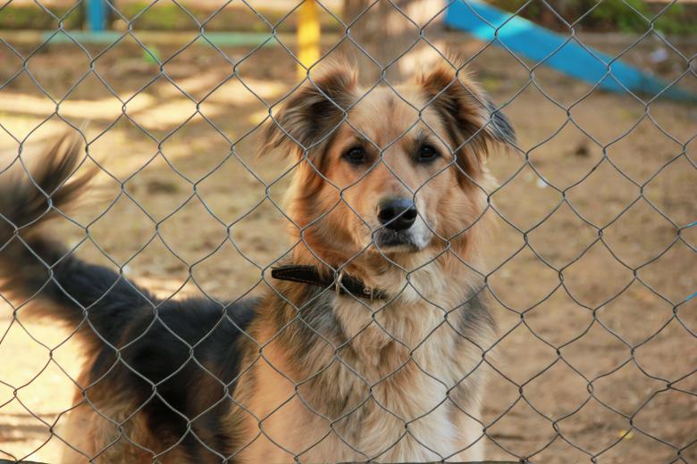 Free stock image of dog created by Alsusha