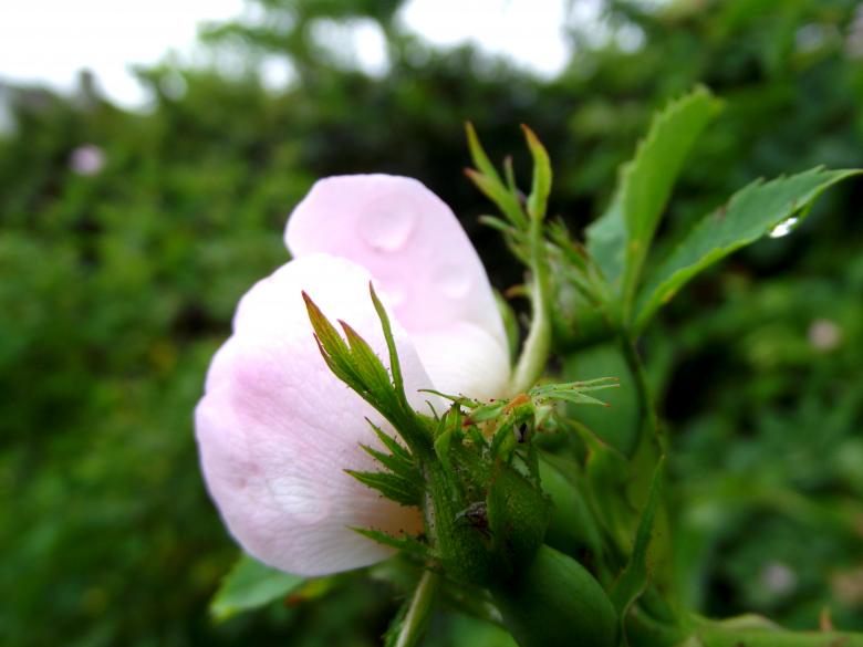 Free stock image of Rose bud created by Janis Urtans