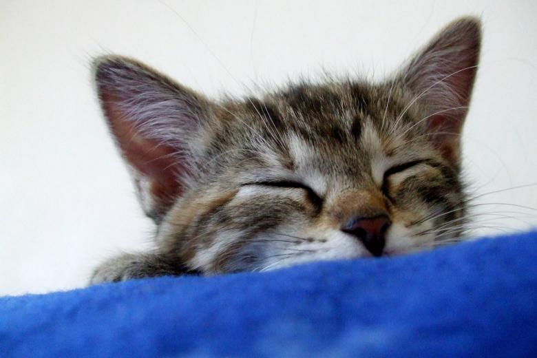Free stock image of Kitty Slumber created by Crystal Kordalchuk