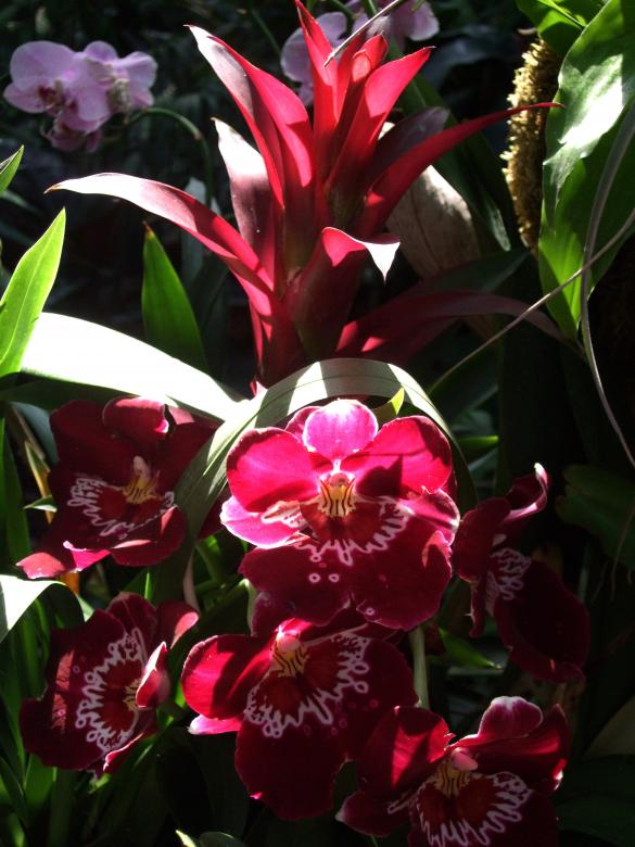 Free stock image of Tropical Flowers created by Crystal Kordalchuk