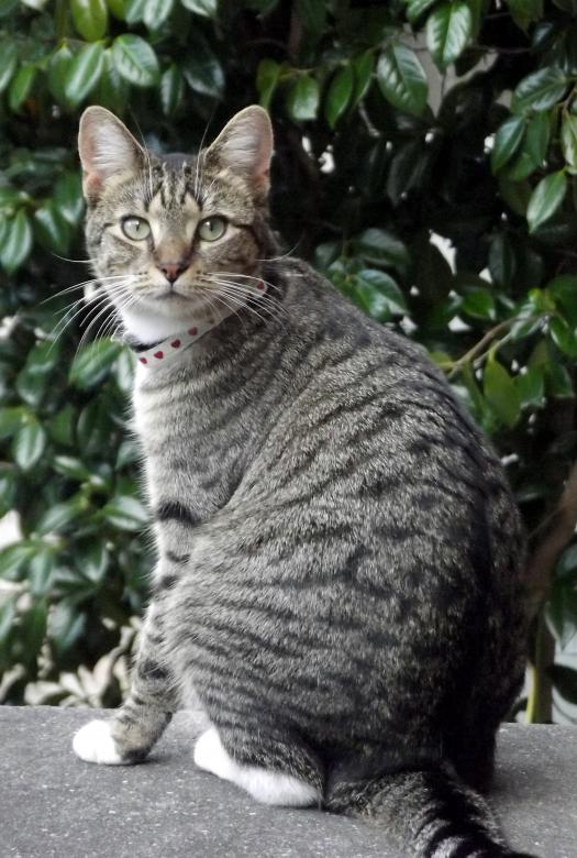 Free stock image of Wild Cat created by James Walton