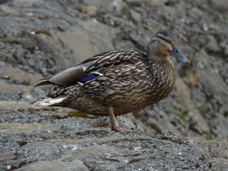 Duck