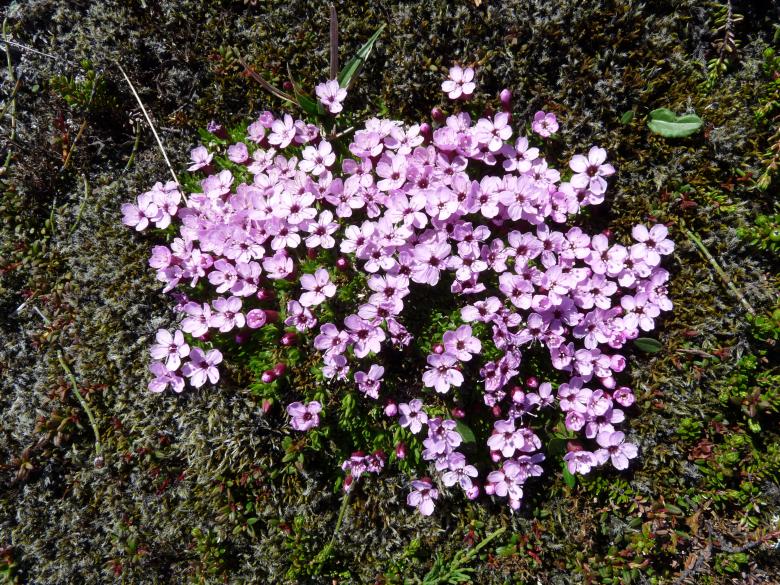 Free stock image of Small purple flowers created by Melissa Bjarnadottir