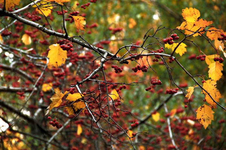 Free stock image of Autumn scene created by Alsusha