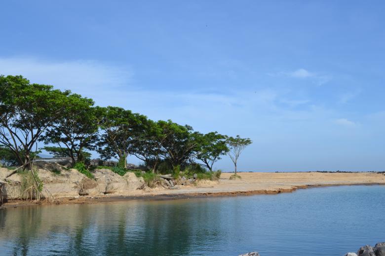 Free stock image of Trees at the beach created by Ryan Jhoe