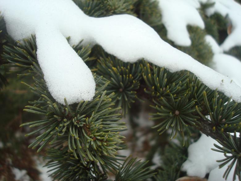 Free stock image of Snow on fir branches created by Boris Kyurkchiev
