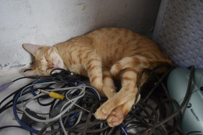 Free stock image of Cat on a cable created by Ryan Jhoe