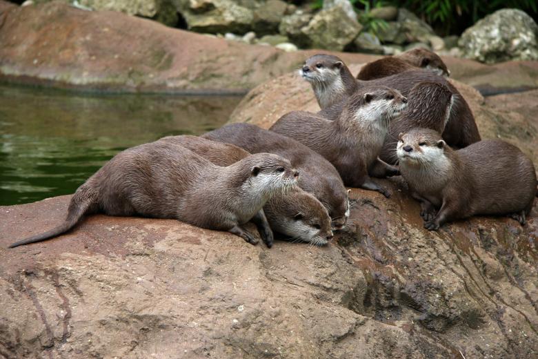 Free stock image of Otters created by Geoffrey Whiteway