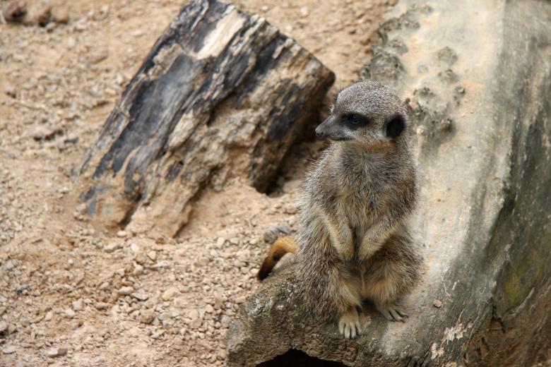 Free stock image of Merkat created by Geoffrey Whiteway