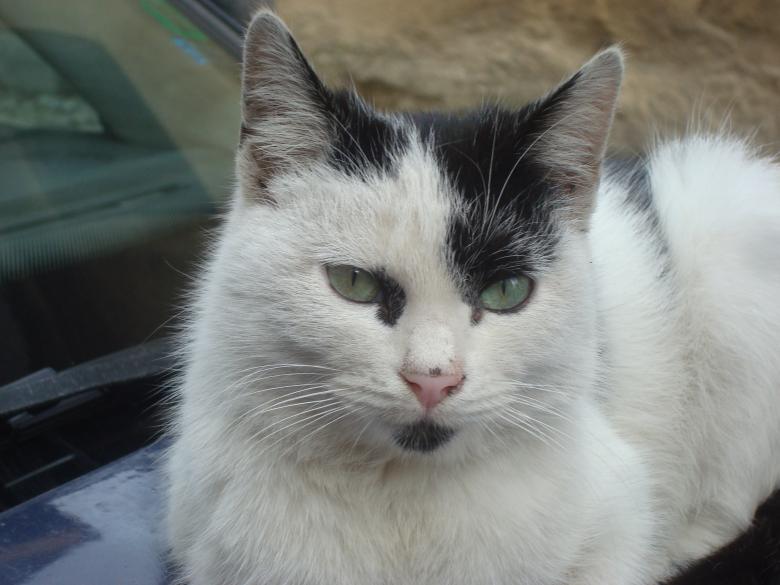 Free stock image of Street cat created by Boris Kyurkchiev
