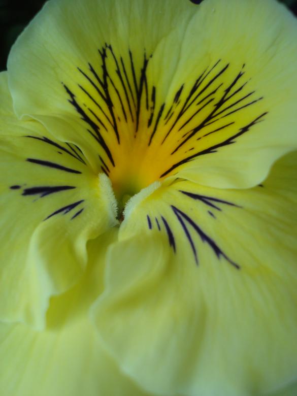 Free stock image of Yellow macro flower created by Boris Kyurkchiev