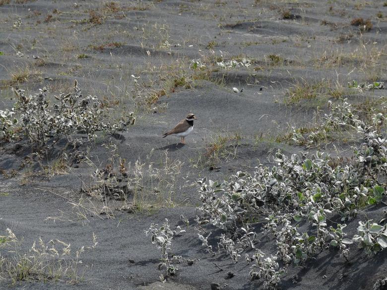 Free stock image of Little bird in volcanic ash created by Melissa Bjarnadottir