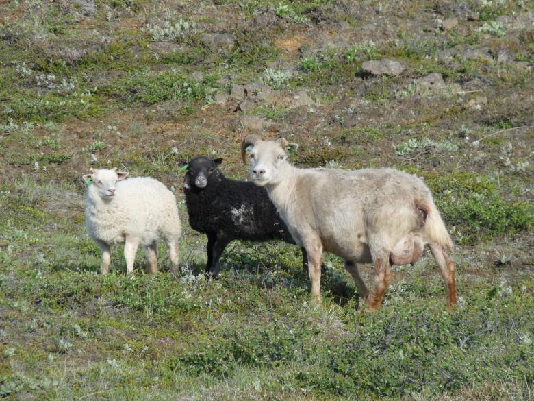 Free stock image of Icelandic sheep created by Melissa Bjarnadottir
