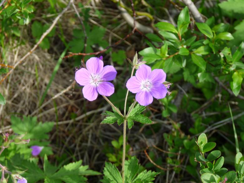 Free stock image of Purple flower created by Melissa Bjarnadottir