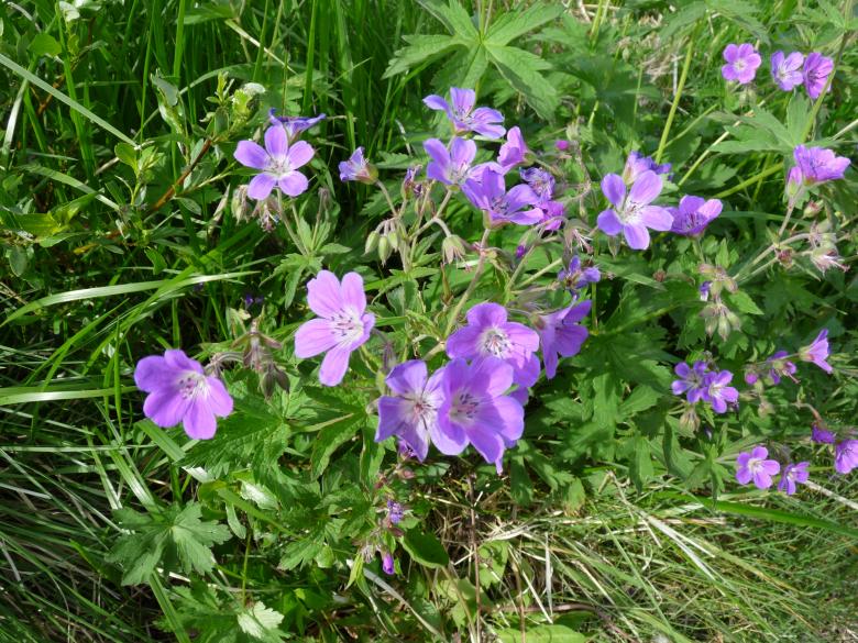 Free stock image of Purple flowers created by Melissa Bjarnadottir