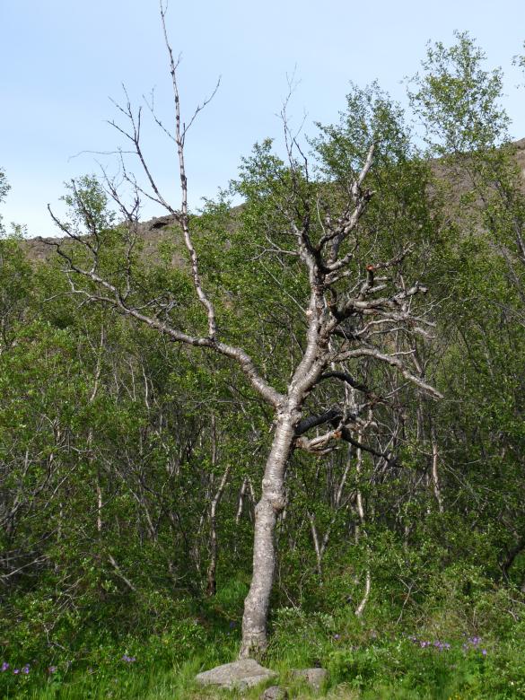 Free stock image of Dead tree created by Melissa Bjarnadottir