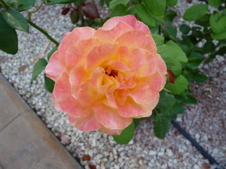 Free stock image of Pink and orange rose created by Melissa Bjarnadottir