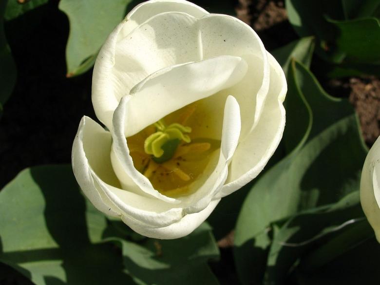Free stock image of White flower created by Melissa Bjarnadottir