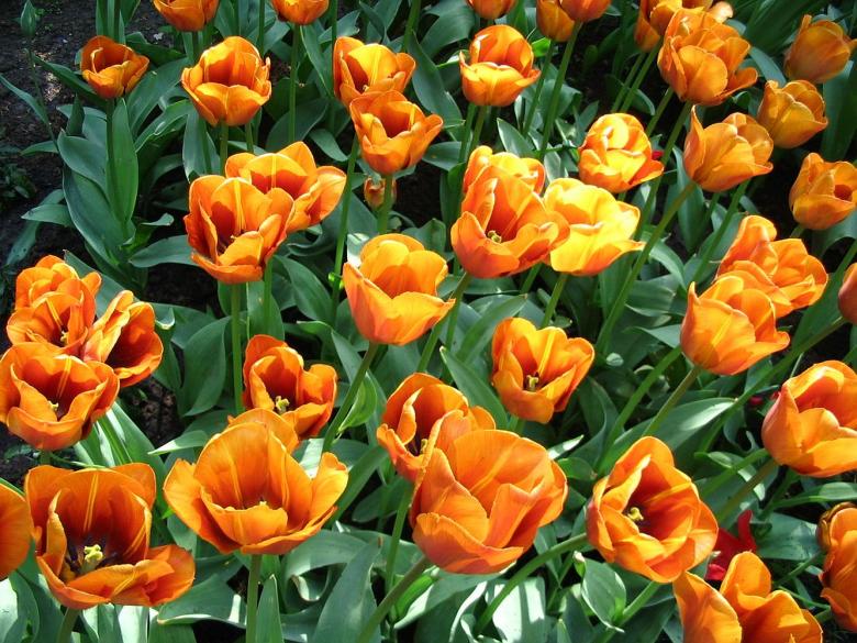 Free stock image of Orange tulips created by Melissa Bjarnadottir