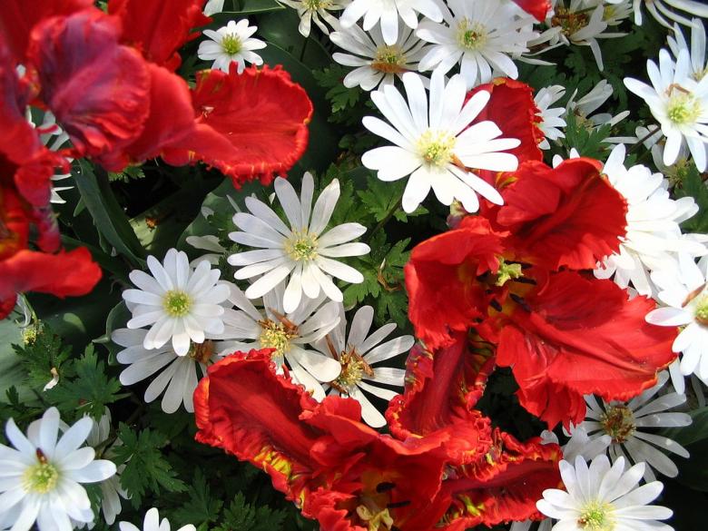 Free stock image of White and red flowers created by Melissa Bjarnadottir