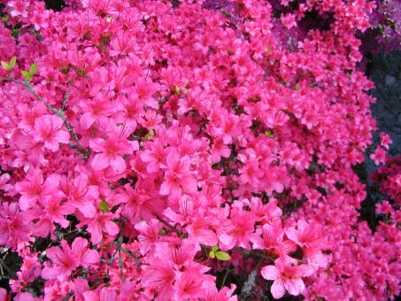 Pink flowers - Free Stock Photo