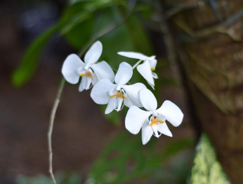 Free stock image of White orchid flowers created by Ryan Jhoe