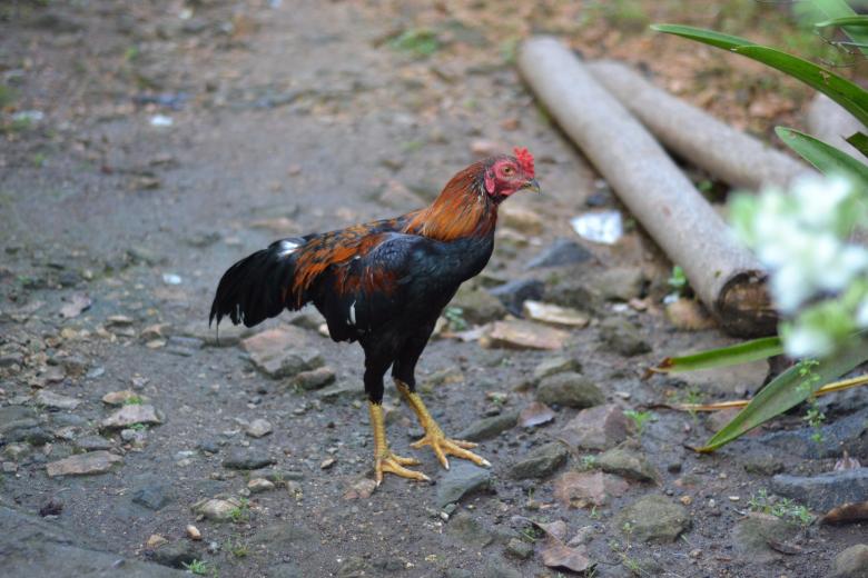Free stock image of Chicken in the field created by Ryan Jhoe
