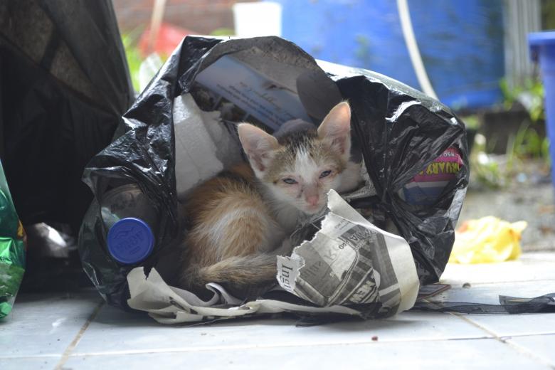 Free stock image of Kitten in a plastic bag created by Ryan Jhoe