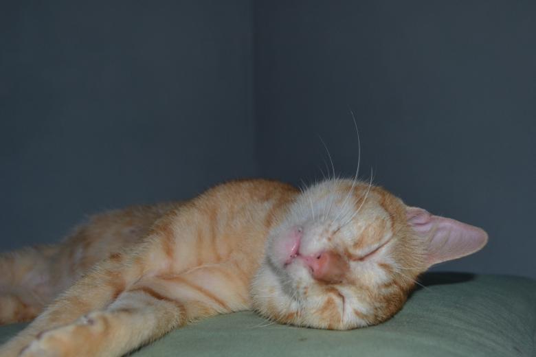 Free stock image of Sleepy Cat created by Ryan Jhoe