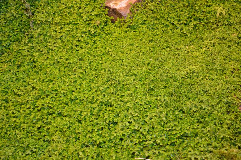 Free stock image of African clubmoss created by Tomas Adomaitis