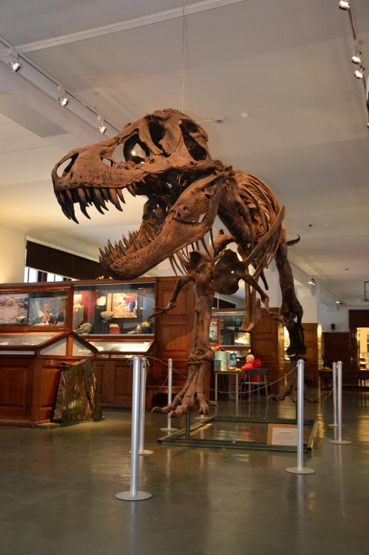 Free stock image of Tyrannosaurus created by Tomas Adomaitis