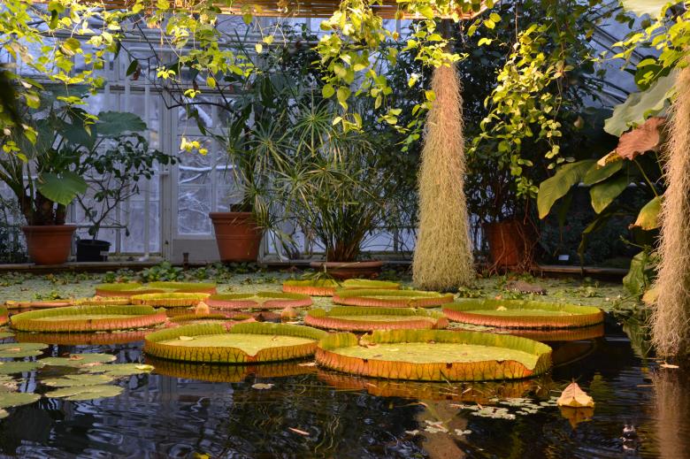 Free stock image of Victoria water-lilies created by Tomas Adomaitis