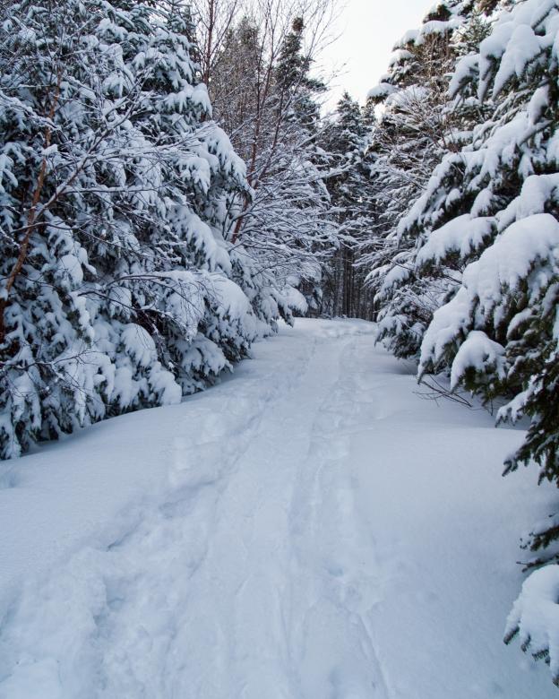 Free stock image of Winter created by Geoffrey Whiteway