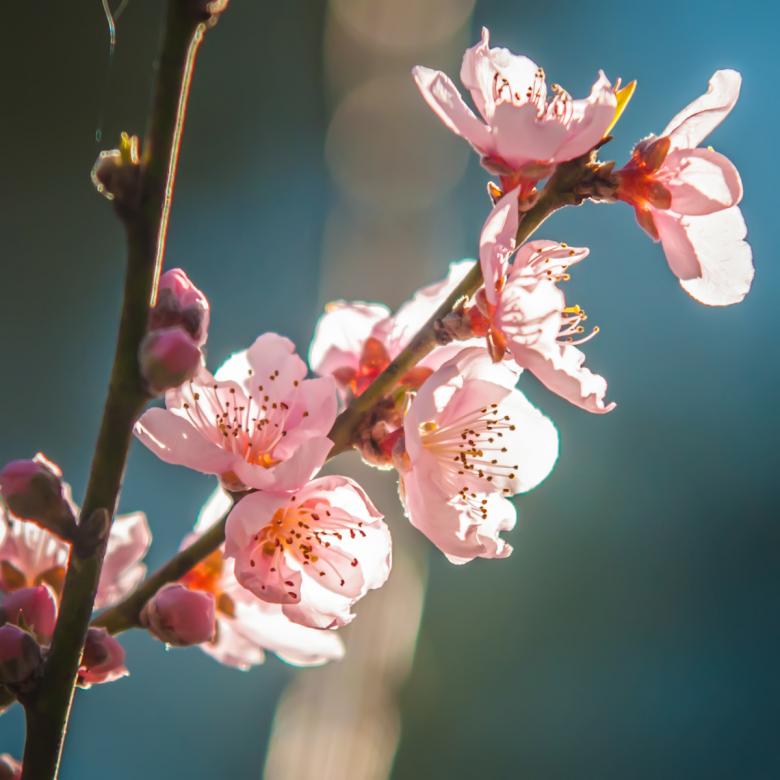 Free stock image of Pink Blossoms created by agphotostock.com