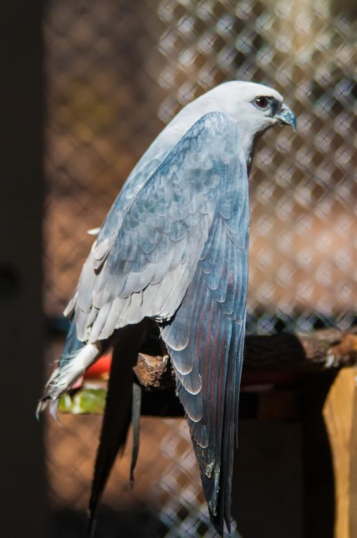 Free stock image of Hawk created by agphotostock.com