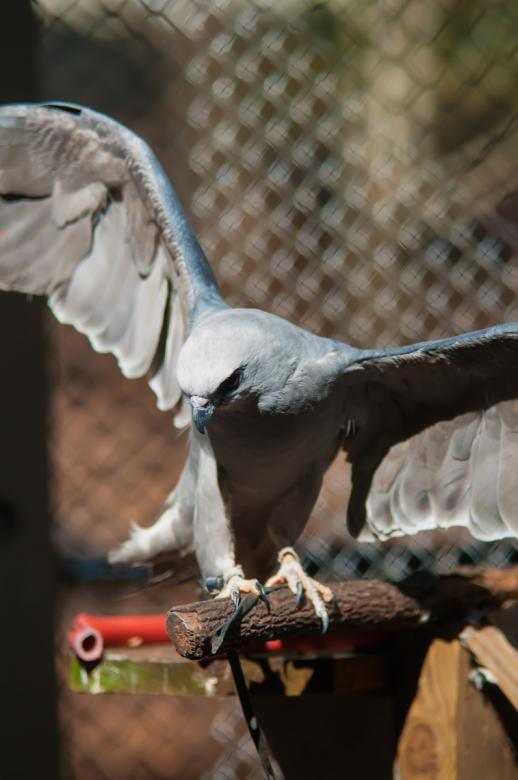 Free stock image of Hawk created by agphotostock.com