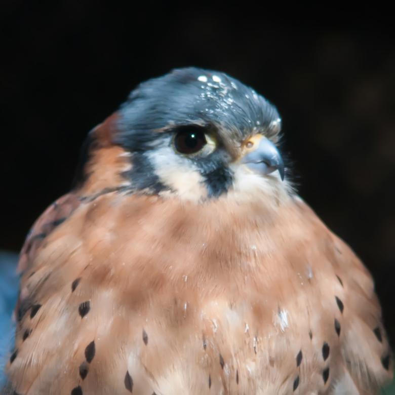Free stock image of Hawk created by agphotostock.com