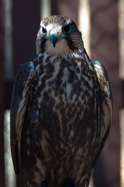 Free stock image of Hawk created by agphotostock.com