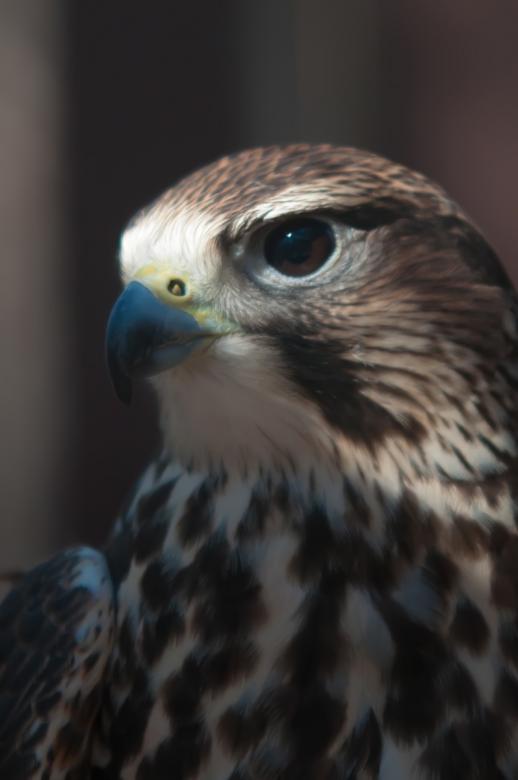 Free stock image of Hawk created by agphotostock.com