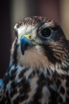 Free Stock Photo of Hawk