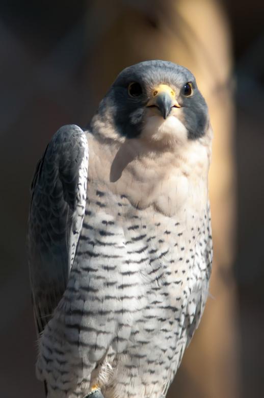 Free stock image of Hawk created by agphotostock.com