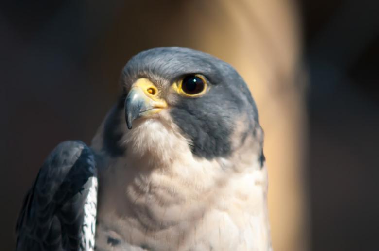 Free stock image of Hawk created by agphotostock.com