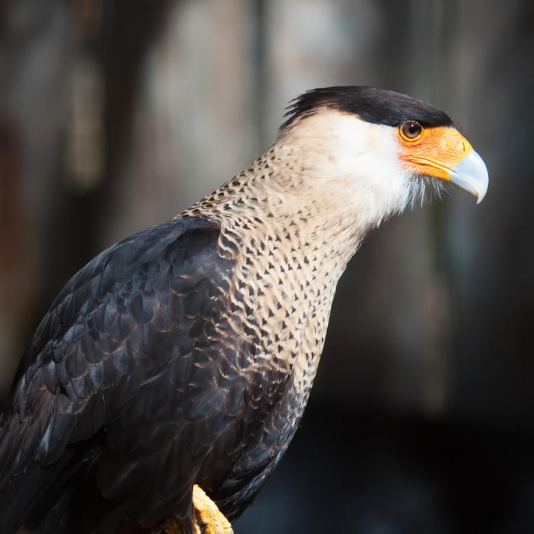 Free stock image of Eagle created by agphotostock.com