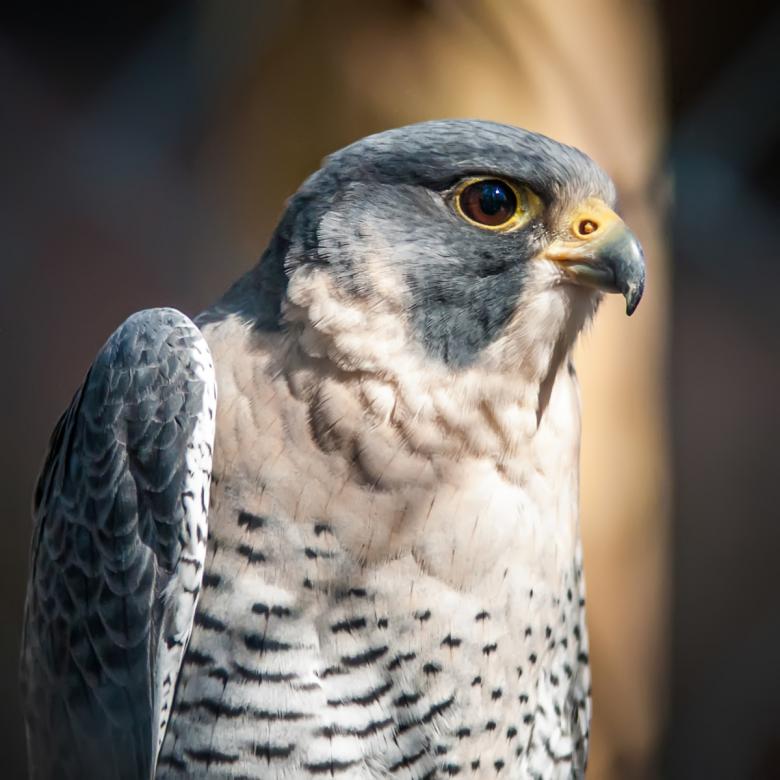 Free stock image of Hawk created by agphotostock.com