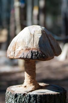 Free Stock Photo of Wooden Fungus