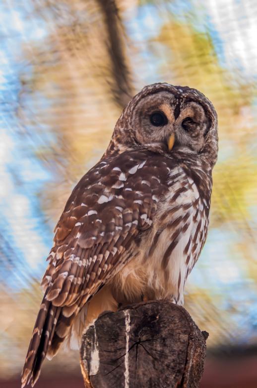 Free stock image of Owl created by agphotostock.com