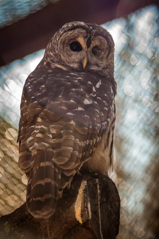 Free stock image of Owl created by agphotostock.com